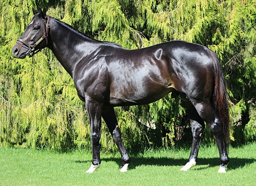 Noble Tune. Image: Candiese Marnewick