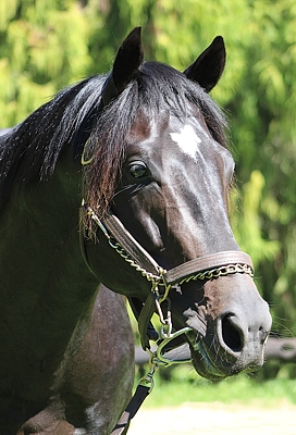 Noble Tune. Image: Candiese Marnewick