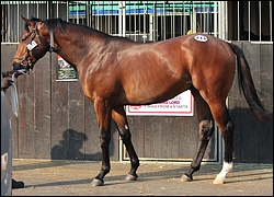 Top-priced KZN-bred colt was the Scott Bros magnificent son of Miesque's Approval, Swedish King, who sold for R425 000. Image: Candiese Marnewick