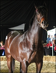 Top-priced colt was a Highlands' bred son of Trippi, and three-quarter brother to Franny. He sold for a KZN Yearling Sale record of R1,1-million. Image: Candiese Marnewick