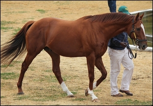 Admire Main(JPN), at Summerhill's recent Investec Stallion Day. Image: Michael Marnewick