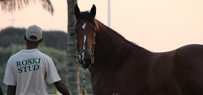 Roski Stud at 2014 Suncoast KZN Yearling Sale. Image: Candiese Marnewick