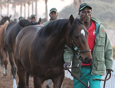 Rathmor's top priced Mogok colt at 2014 Suncoast KZN Yearling Sale, named Sunglasses. Image: Candiese Marnewick