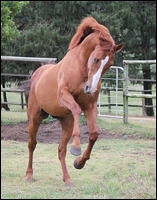 Jam Alley(AUS), at Hadlow Stud. Image: Candiese Marnewick