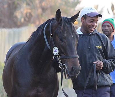 Bush Hill's Copper's Pride, top seller by Muhtafal. Image: Candiese Marnewick