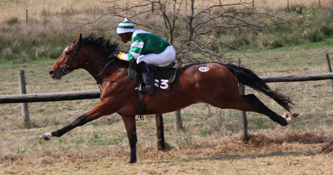 Lot 163 from Summerhill for the 2013 Ready To Run Sale, Admire Main colt out of Haifaa. Image: Candiese Marnewick