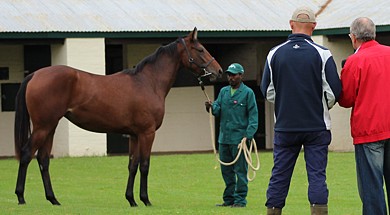 Kahal/Bedloe's Island filly coming up at the NYS 2015 from Spring Valley Stud. Image: Candiese Marnewick