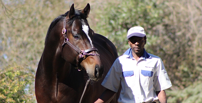 Redoute's Promise at the recent Bush Hill Stud Stallion Day. Image: Candiese Marnewick