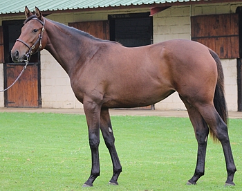Mogostar, a Mogok half-sister to Gr1 pl Beckedorf.