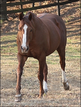 Woodborough at Rathmor Stud. Image: Candiese Marnewick