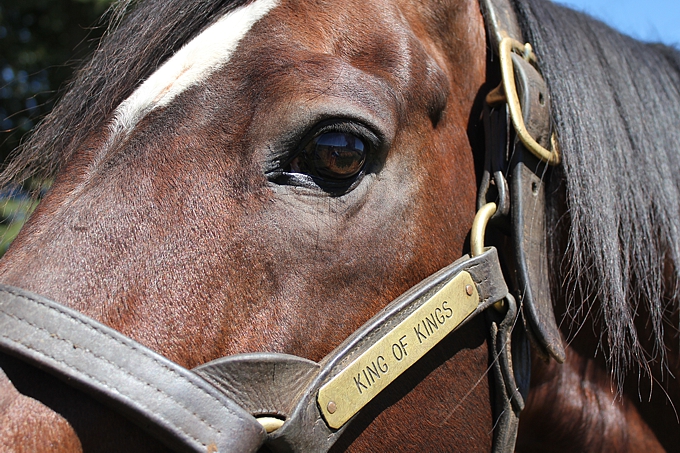 King Of Kings at Clifton Stud. Image: Candiese Marnewick