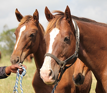 Vogue with her then Fort Wood filly, Vogue's Wood. Image: Candiese Marnewick