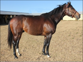 Just As Well(USA) by A.P. Indy