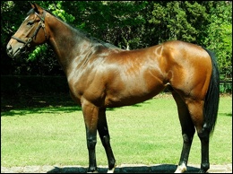 Lot 143 Kite Surfer - Photo courtesy Summerhill Stud