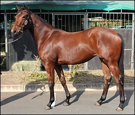 Lot 102, Sabola, Middlefield Stud. Image: Candiese Marnewick