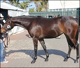 Lot 106, Specially Approved, Roski Stud. Image: Candiese Marnewick