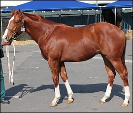 Lot 163, 10Andaman Pearl, Spring Valley Stud. Image: Candiese Marnewick