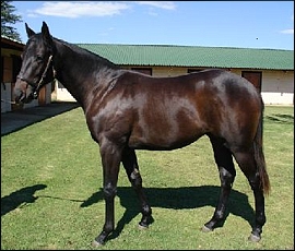 Lot 174 - Red Red Ruby