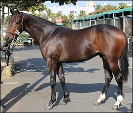 Lot 193 - I See Red, Bush Hill Stud. Image: Candiese Marnewick