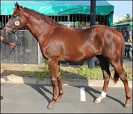 Lot 197, Royal Champion, Middlefield Stud. Image: Candiese Marnewick