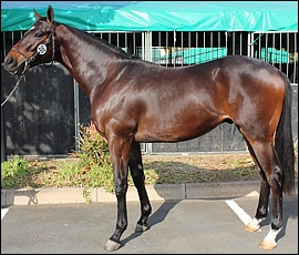 Lot 200, Maine Gate, Middlefield Stud. Image: Candiese Marnewick