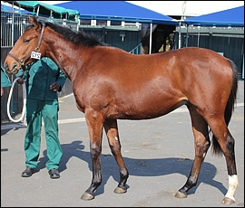 Lot 212, 10Eli's Thread, Spring Valley Stud. Image: Candiese Marnewick