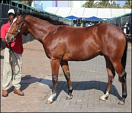 Lot 232, Bazentine Ridge, Rathmor Stud. Image: Candiese Marnewick