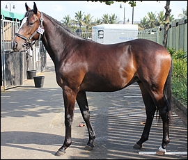 Lot 237, Gemstone Cowboy, Hadlow Stud. Image: Candiese Marnewick