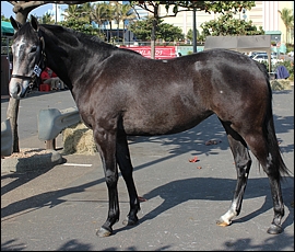 Lot 251 - Agatha Panther, Bush Hill Stud. Image: Candiese Marnewick