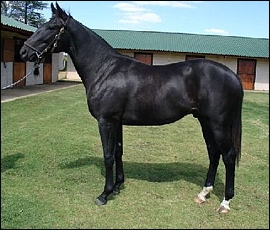 Lot 271 - Day Of The Tiger