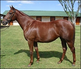 Lot 287 - Lightening Lily