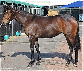 Lot 34, Lady Silvia, Yellow Star Stud. Image: Candiese Marnewick