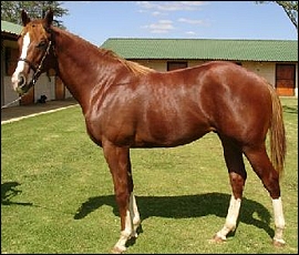 Lot 415 - Risky Rosco