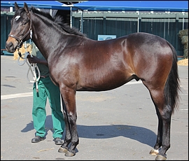 Lot 4, 10Head Over Heels, Spring Valley Stud. Image: Candiese Marnewick