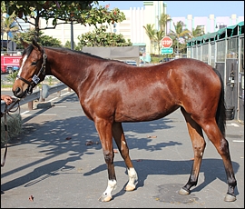 Lot 196 - Agape Reigns, Bush Hill Stud. Image: Candiese Marnewick