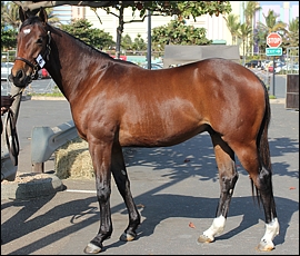 Lot 6 - Bazaruto Island, Bush Hill Stud. Image: Candiese Marnewick