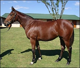 Lot 78 - Leah's Little Luv