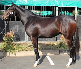 Lot 82, Rock Steady, Middlefield Stud. Image: Candiese Marnewick