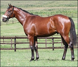 Lot 88 - Greystroke