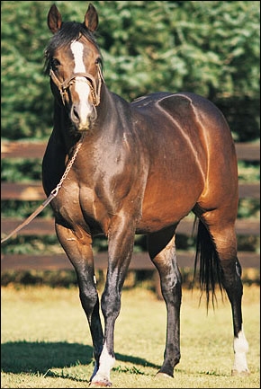 Northern Guest at Summerhill Stud. Image: Summerhill Stud