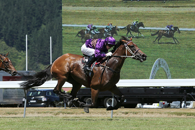 Platinum Witness. Image: racingandsports.com.au