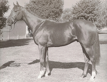 Policitican, at Scott Bros. Image: Scott Bros