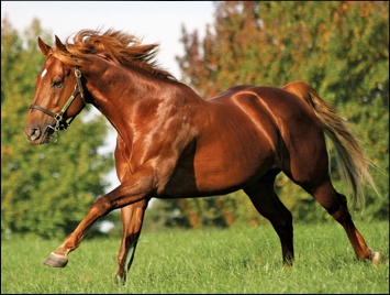 Ravishing. Image: Summerhill Stud