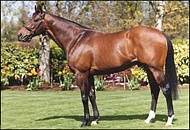 Spectrum - Yellow Star Stud
