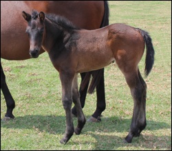 Strategic News x Coconut Grove by Rambo Dancer