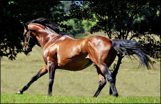 Traffic Guard at Summerhill Stud. Image: Greig Muir