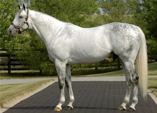 Unbridled's Song. Image: Taylor Made