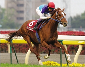 Admire Main. Image: Summerhill Stud.