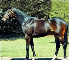 Alesh's filly, Dylan's Promise, will be running at Clairwood on Sunday. She cost almost a R1 million at the Ready-To-Run Sale. Image: Summerhill Stud.