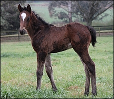 Newborn colt by Just As Well at Roski Stud, out of an Alydar mare (herself a $2.2 million yearling). Image: Candiese Marnewick